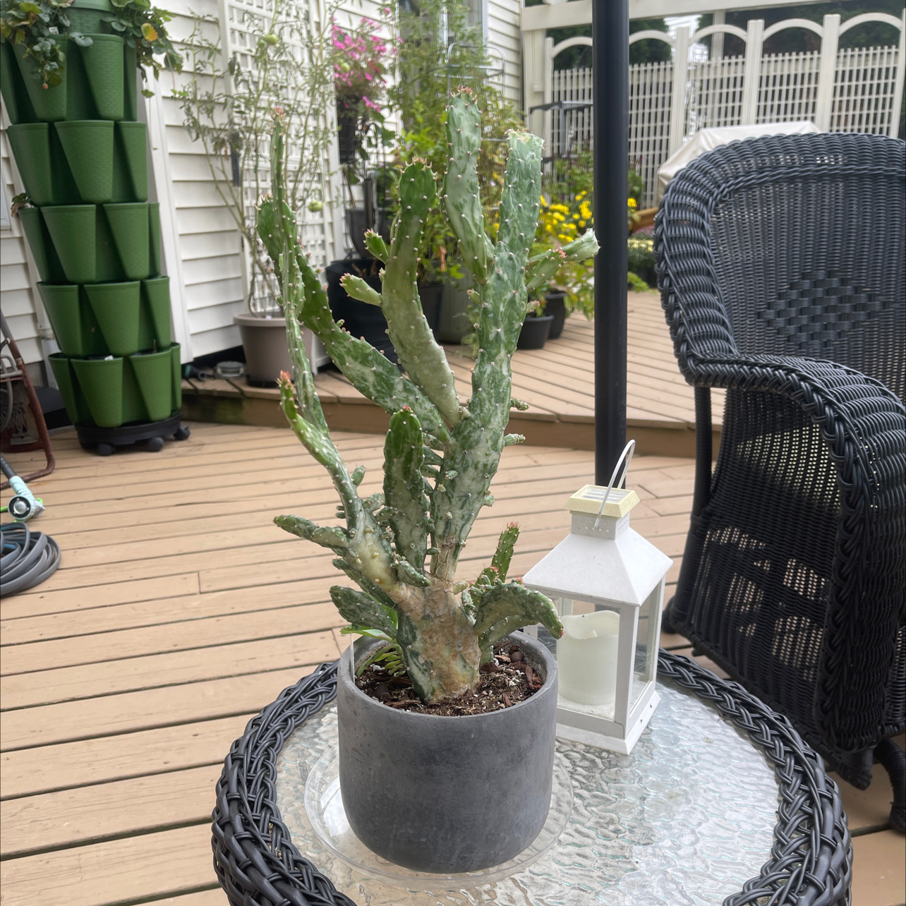 Photo of the plant species Joseph's Coat Cactus by @haley.martin named Opuntia ‘Monacantha Variegata’ on Greg, the plant care app