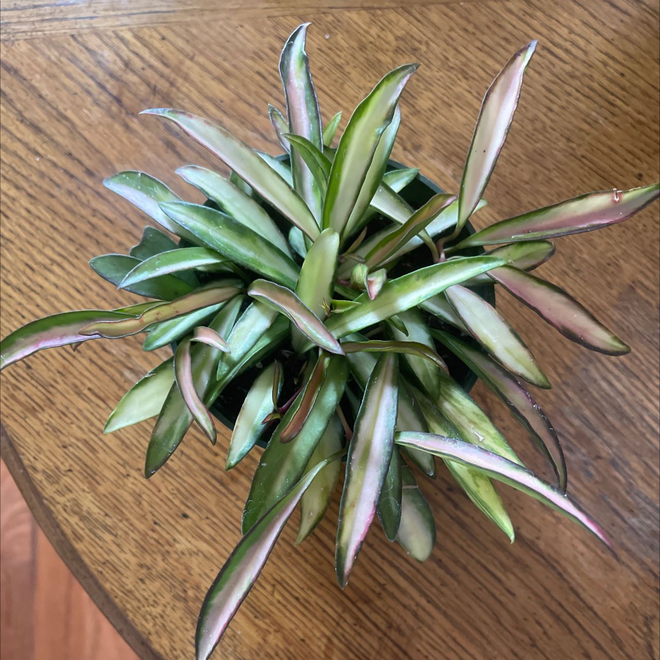 Variegated Hoya wayetii plant with elongated green and cream leaves on a wooden table.