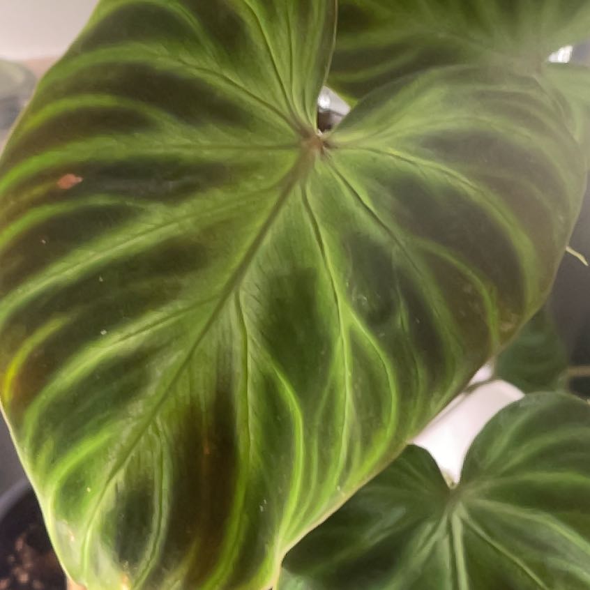 Close-up of a healthy Philodendron leaf with prominent veining.