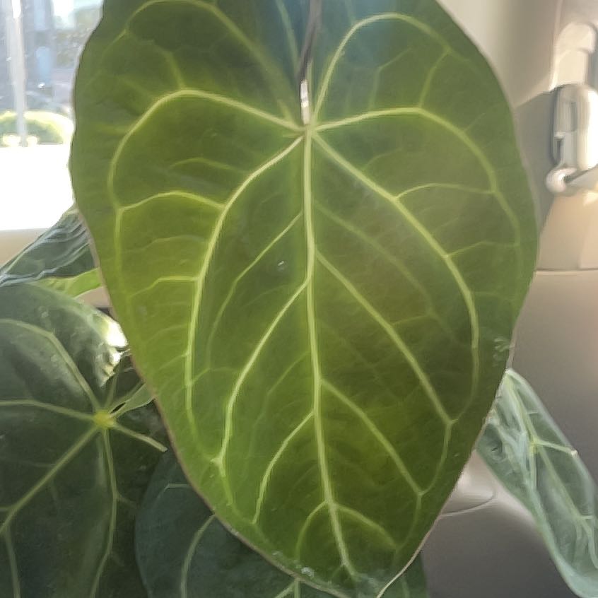 Photo of the plant species Anthurium Hoffmannii x SKG Silver by @haley.martin named Anthurium ‘Hoffmannii x SKG Silver’ on Greg, the plant care app
