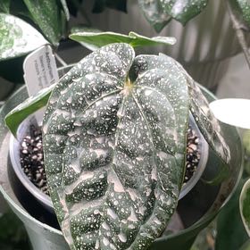Photo of the plant species Anthurium (Crystal x Mag) x Luxurians by @haley.martin named Anthurium ‘(Crystal x Mag) x Luxurians on Greg, the plant care app