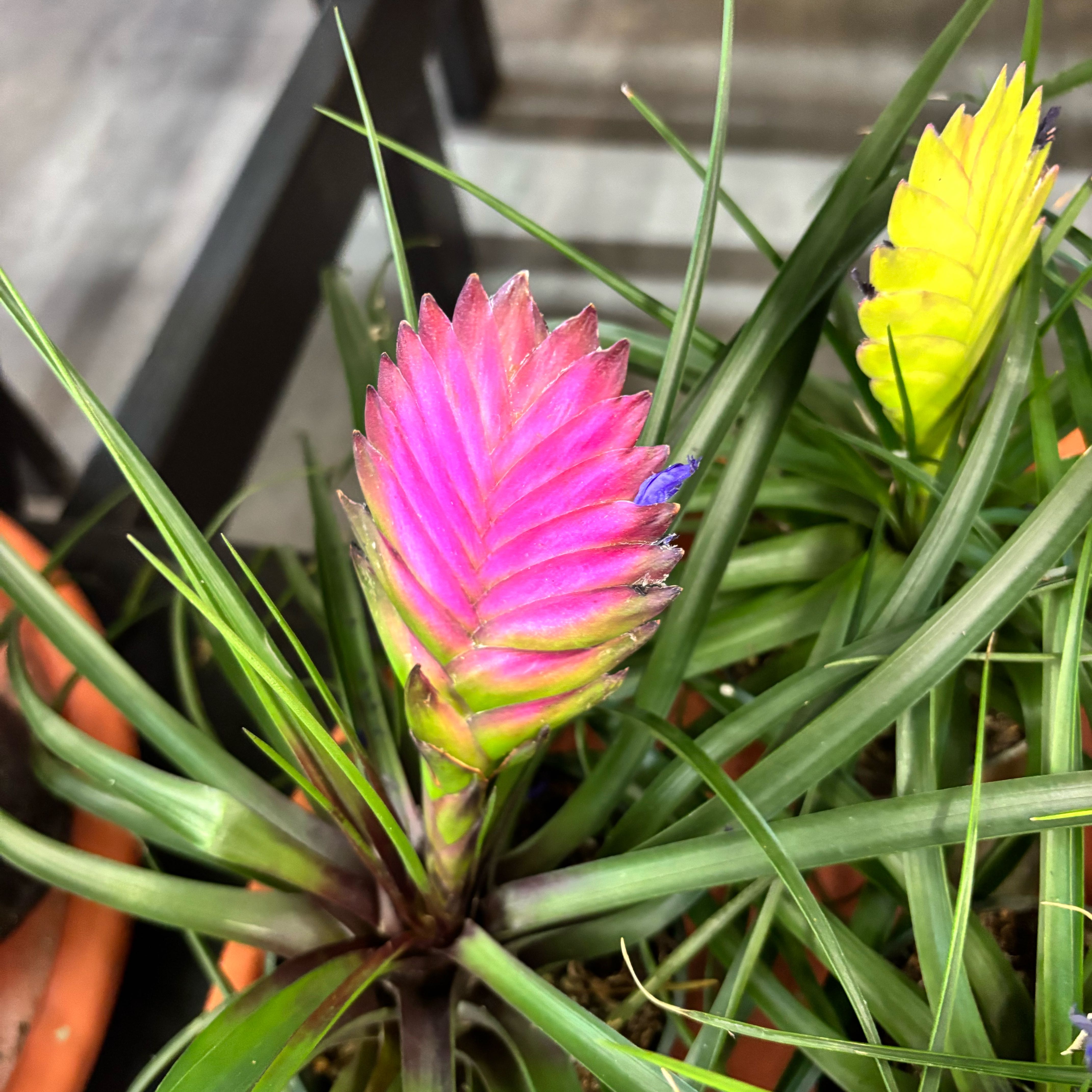 Photo of the plant species Bromeliad Antonio Pink by @haley.martin named Tillandsia ‘Cyanea’ on Greg, the plant care app