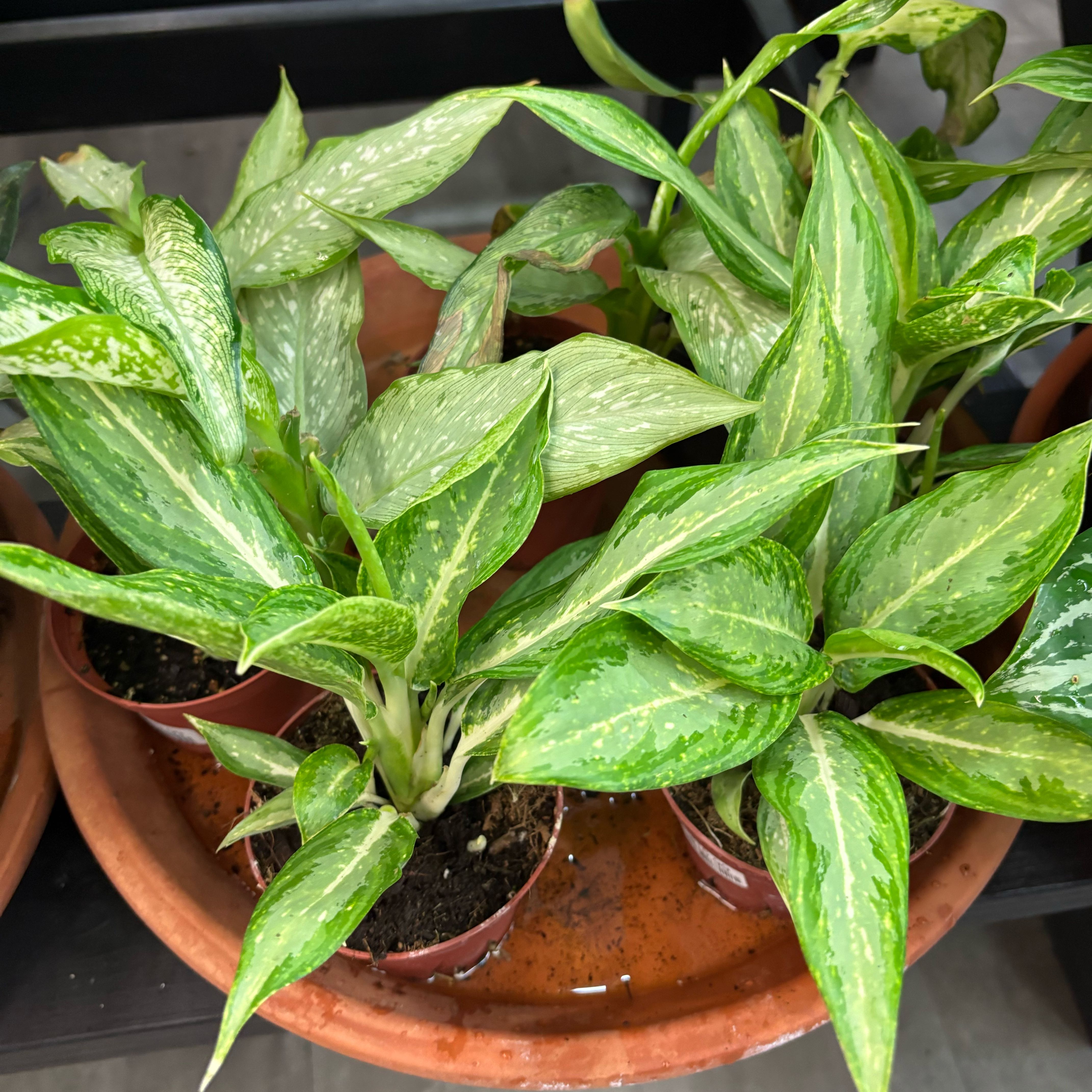Photo of the plant species White Rain Chinese Evergreen by @haley.martin named Aglaonema ‘White Rain’ on Greg, the plant care app