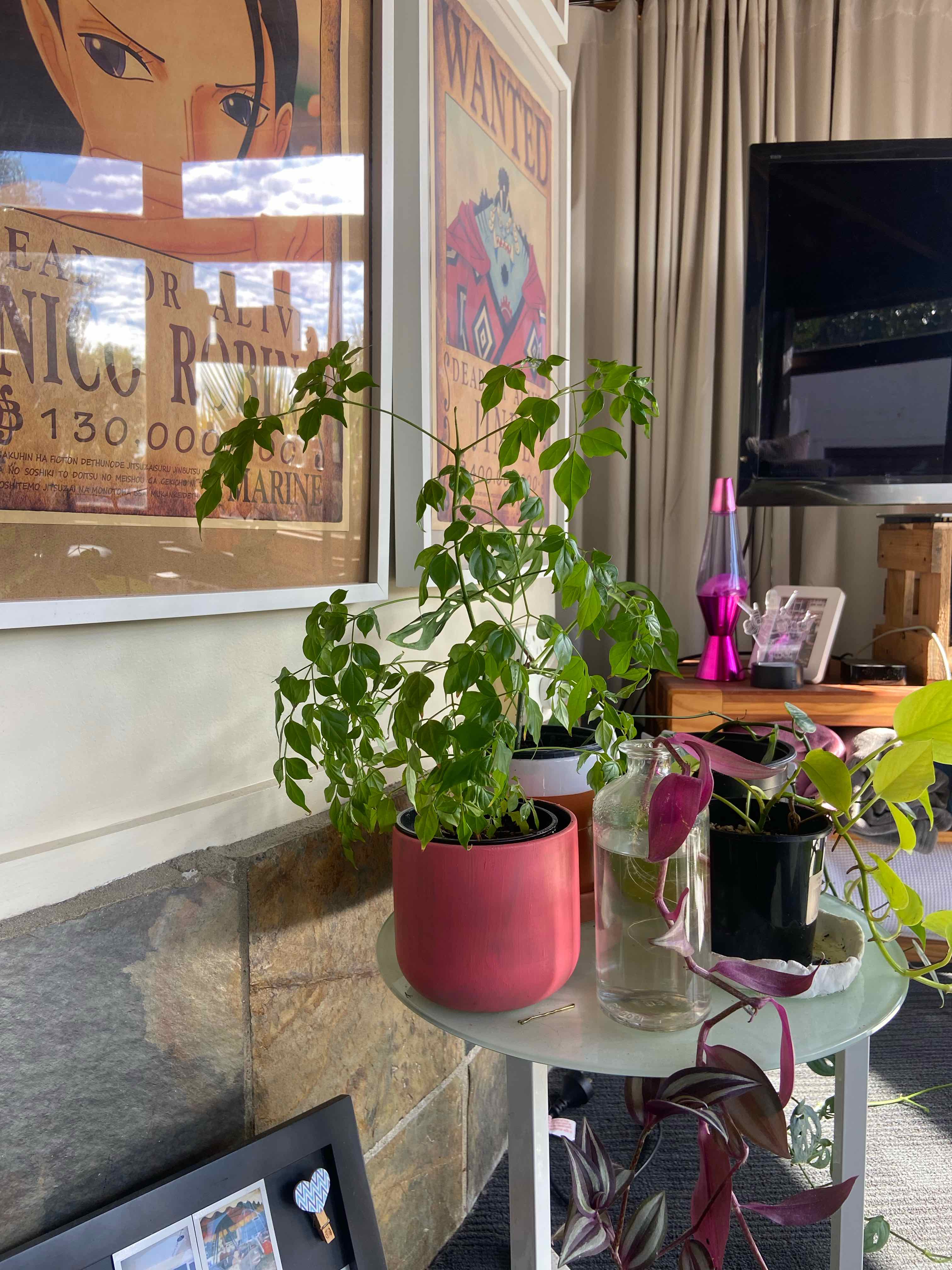 Photo of the plant species China Doll Plant by @Mahnia.mt named Winnie on Greg, the plant care app