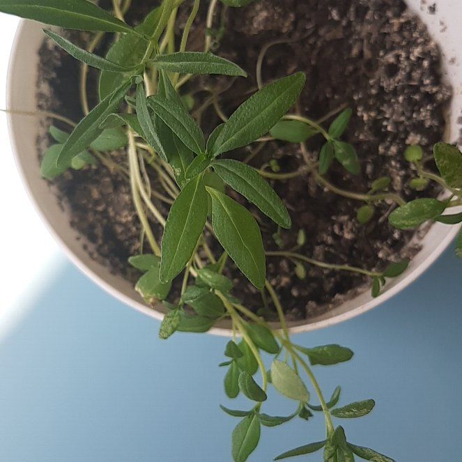 Photo of the plant species Summer savory by @ChirpyFivespot named Apollo on Greg, the plant care app