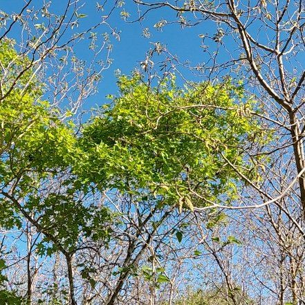 Photo of the plant species Oak Mistletoe by @CozyRubyelfcup named Michelle Branch on Greg, the plant care app