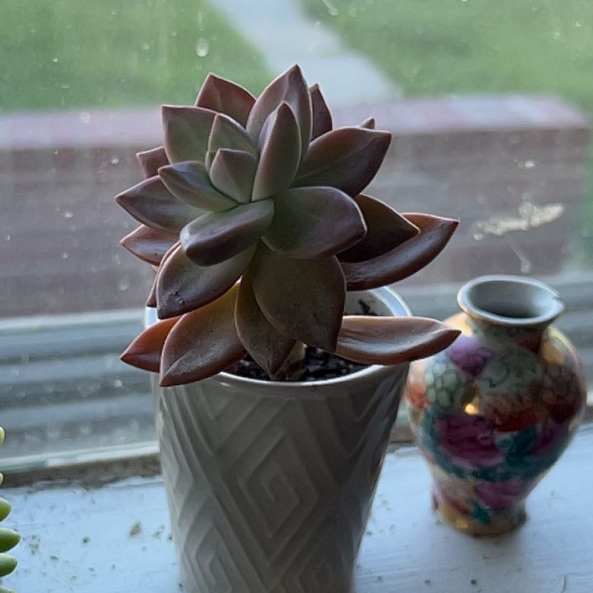 Potted Echeveria 'Orion' succulent on a windowsill, appearing healthy.