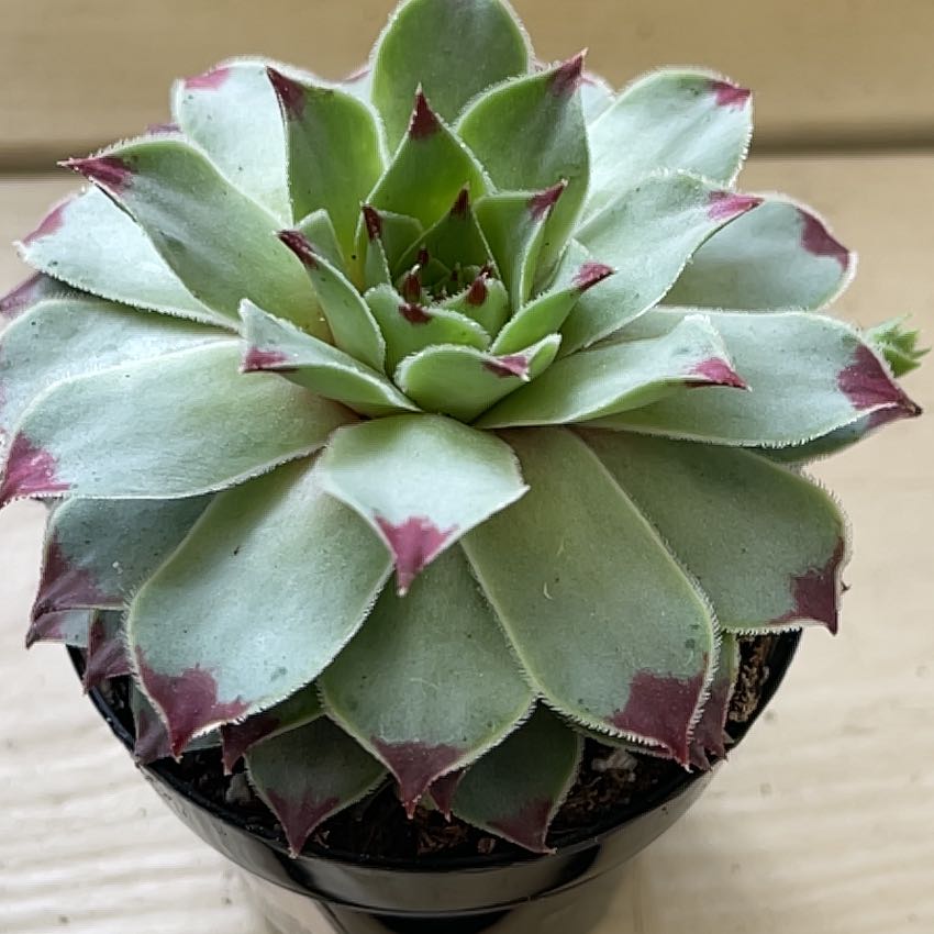 Sempervivum calcareum plant with healthy, fleshy leaves and red tips in a pot.