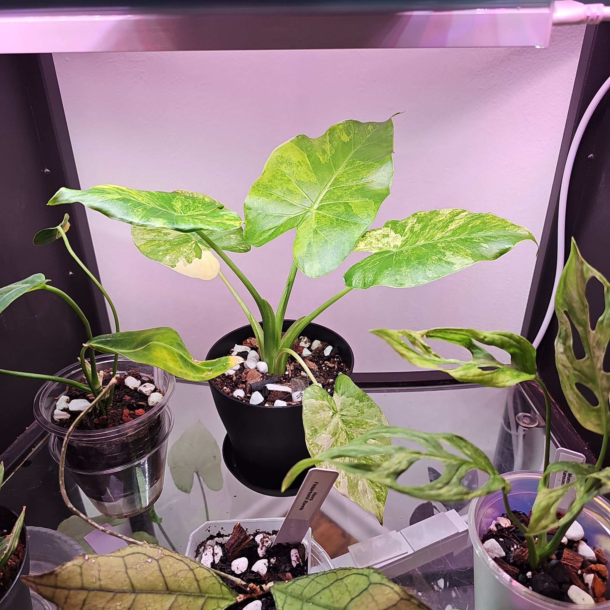 Photo of the plant species Alocasia gageana 'Aurea' by @Pachamonte named Xena on Greg, the plant care app