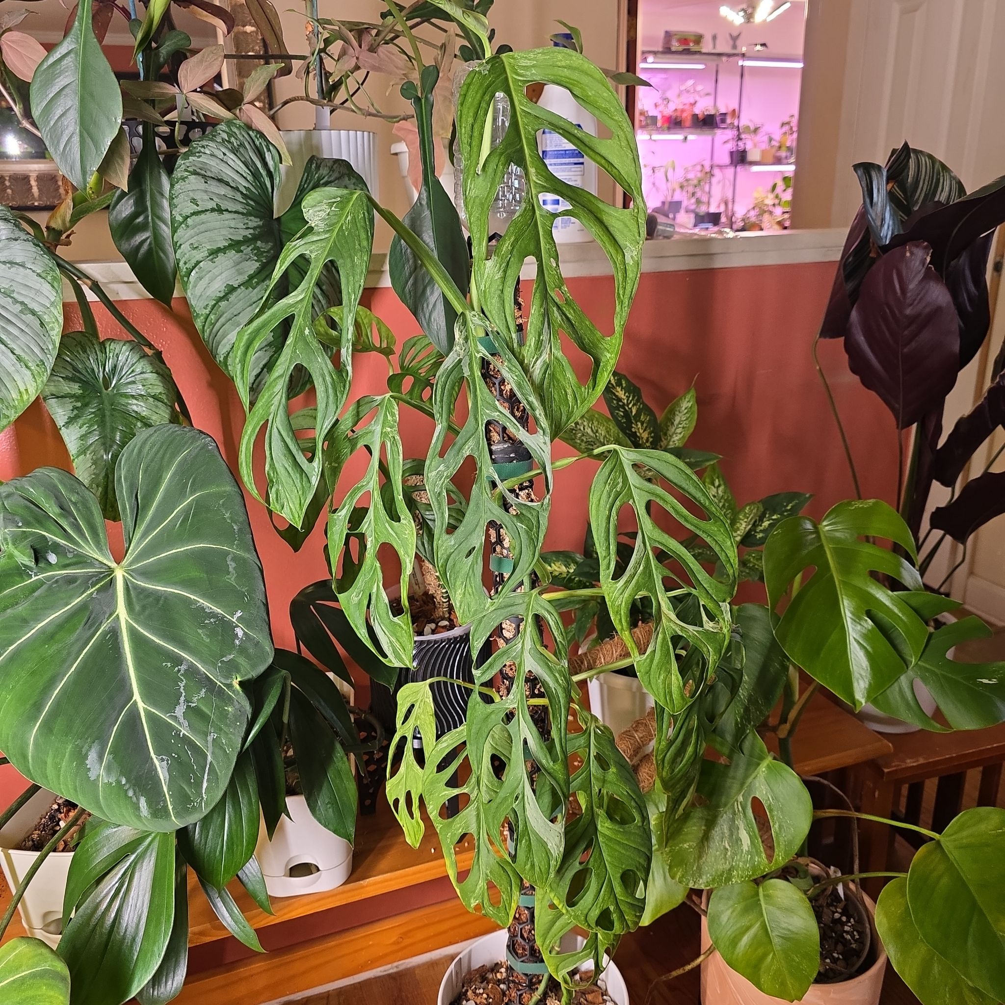 Photo of the plant species Monstera Adansonii Indonesian Marble by @Pachamonte named Michelle Branch on Greg, the plant care app