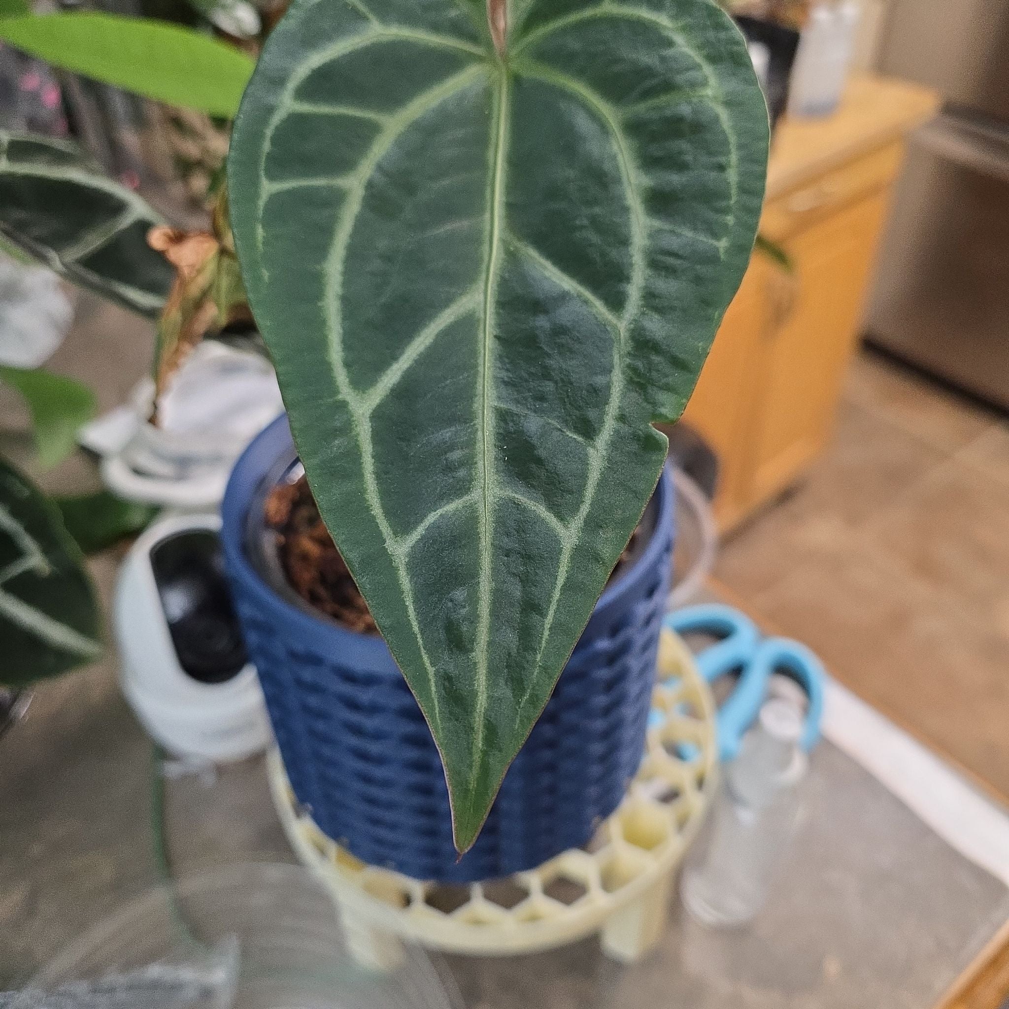 Photo of the plant species Anthurium fairchild x red crystallinum by @Pachamonte named A.Red Crystal x Ace Velvet F2 on Greg, the plant care app