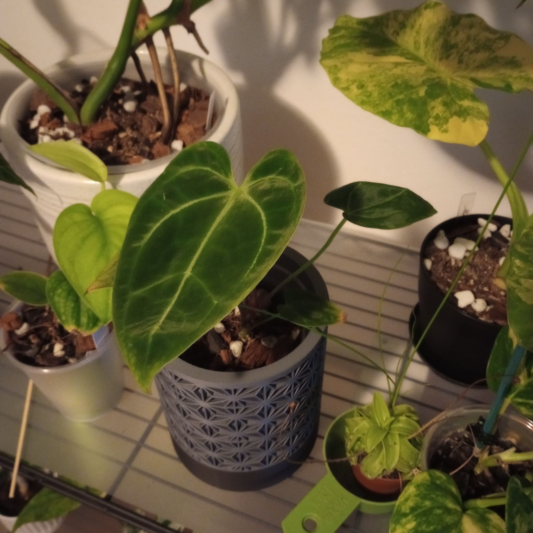 Photo of the plant species Anthurium by @Pachamonte named Oscar on Greg, the plant care app