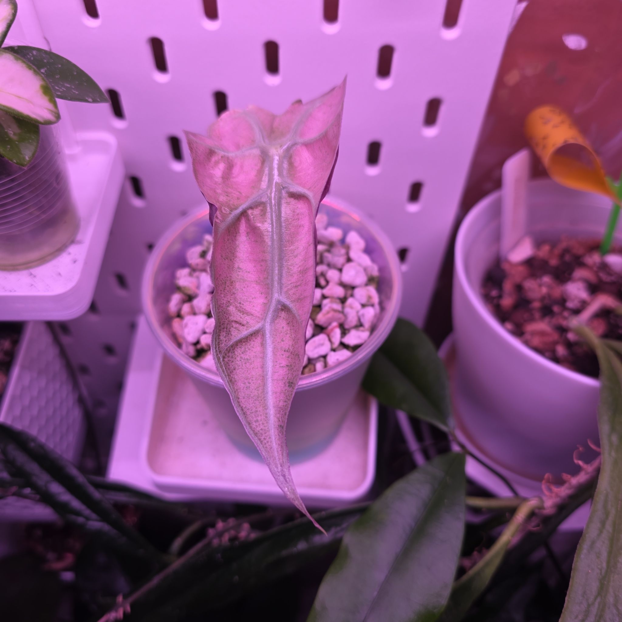 Photo of the plant species Alocasia Pink Mint by @Pachamonte named Walt on Greg, the plant care app