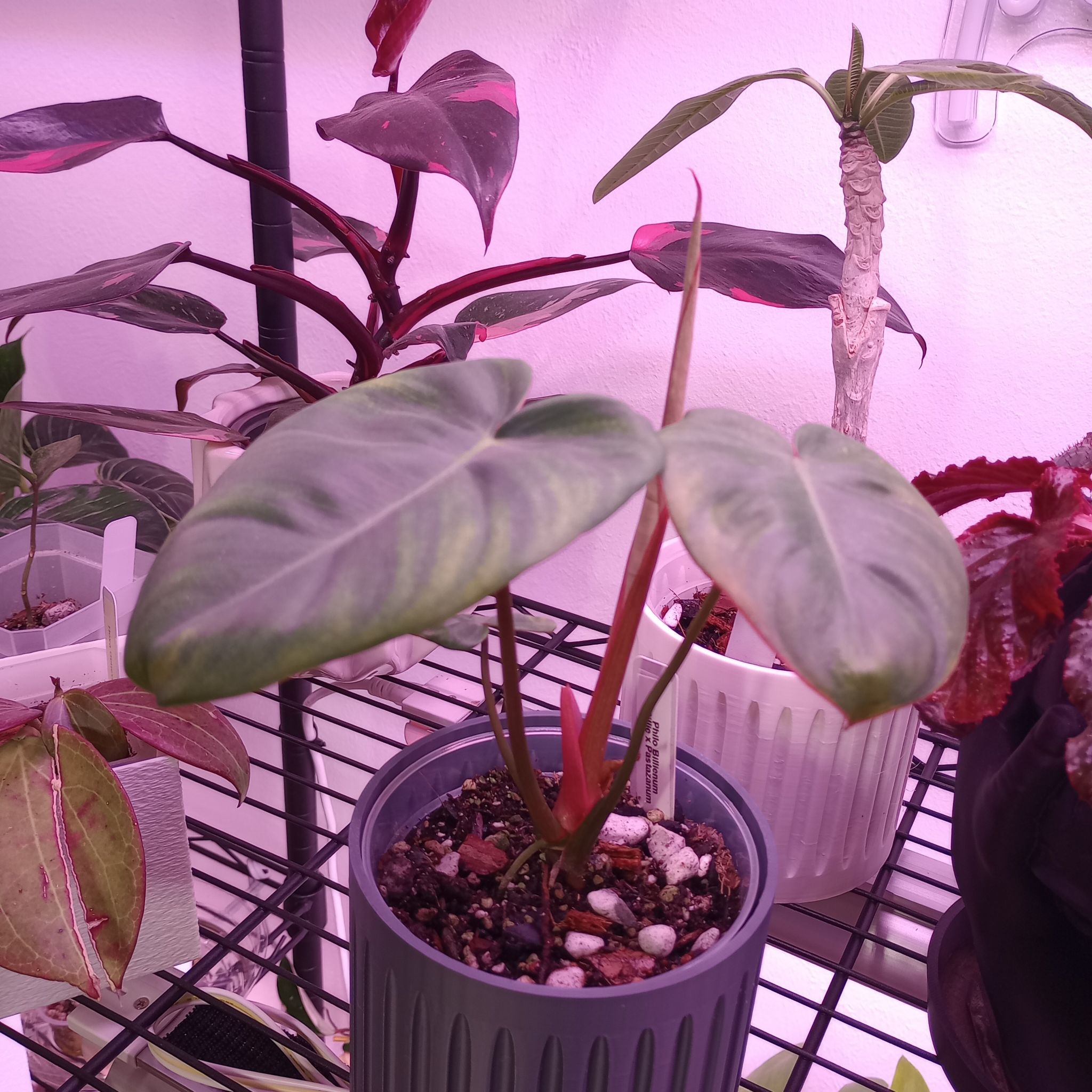 Photo of the plant species Philodendron billietiae x gloriosum by @Pachamonte named Philodendron billietiae x pastazanum on Greg, the plant care app