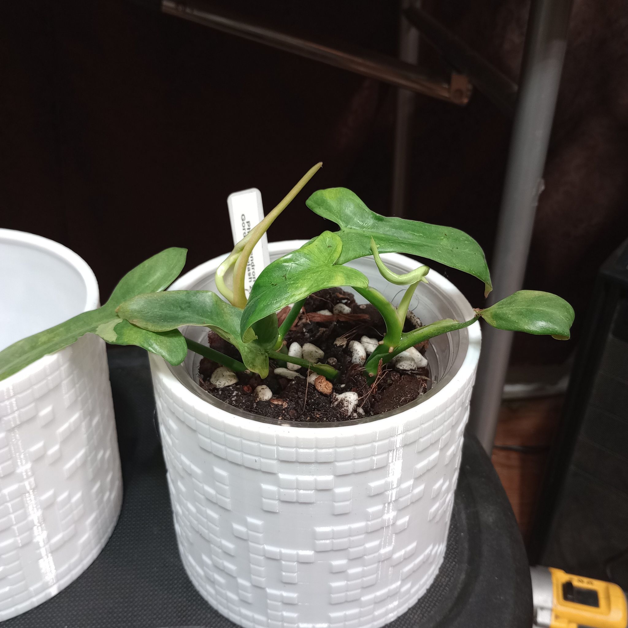 Photo of the plant species Philodendron bipennifolium 'Splash Gordon' by @Pachamonte named #2 on Greg, the plant care app