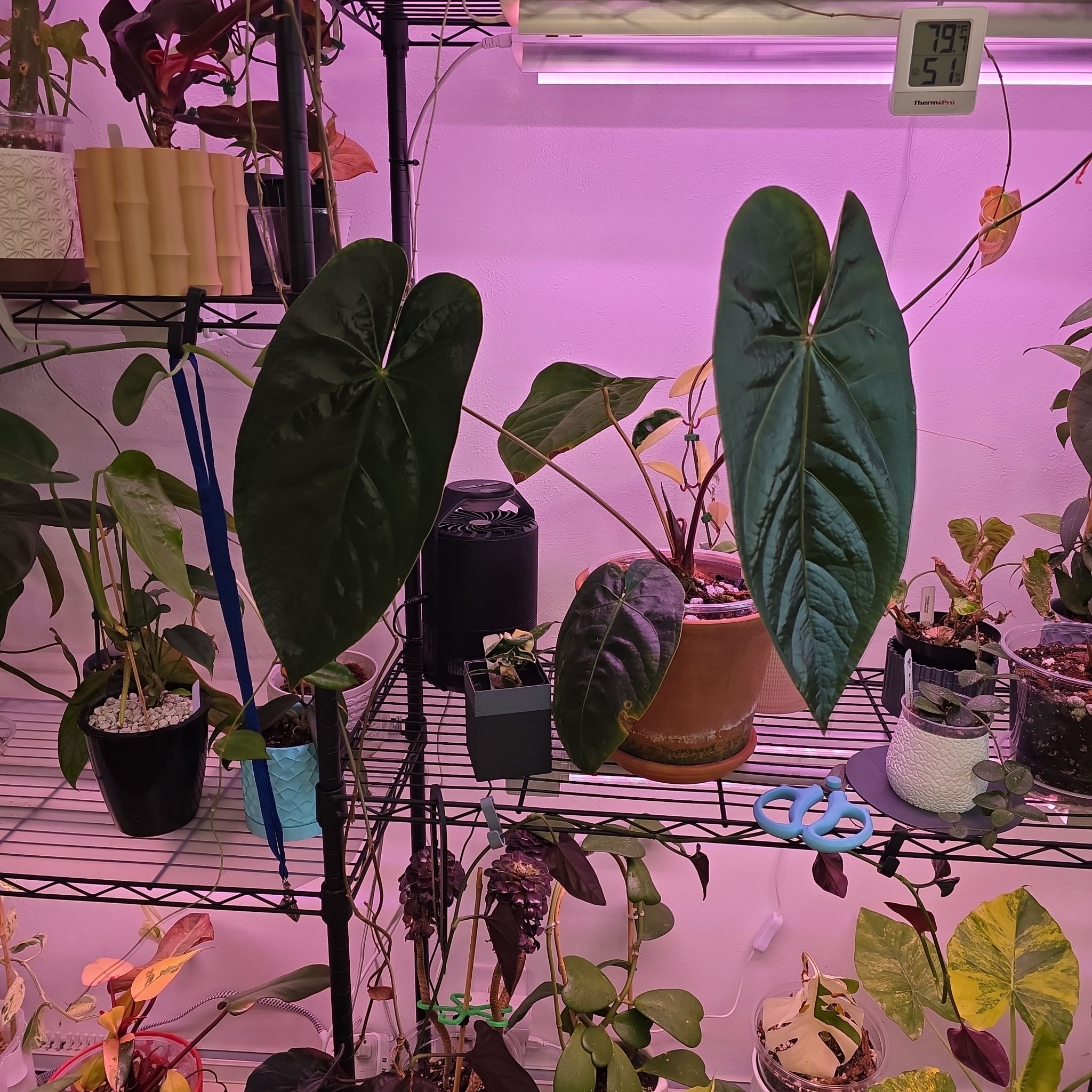 Photo of the plant species Anthurium 'Mag Blue' by @Pachamonte named Elle on Greg, the plant care app