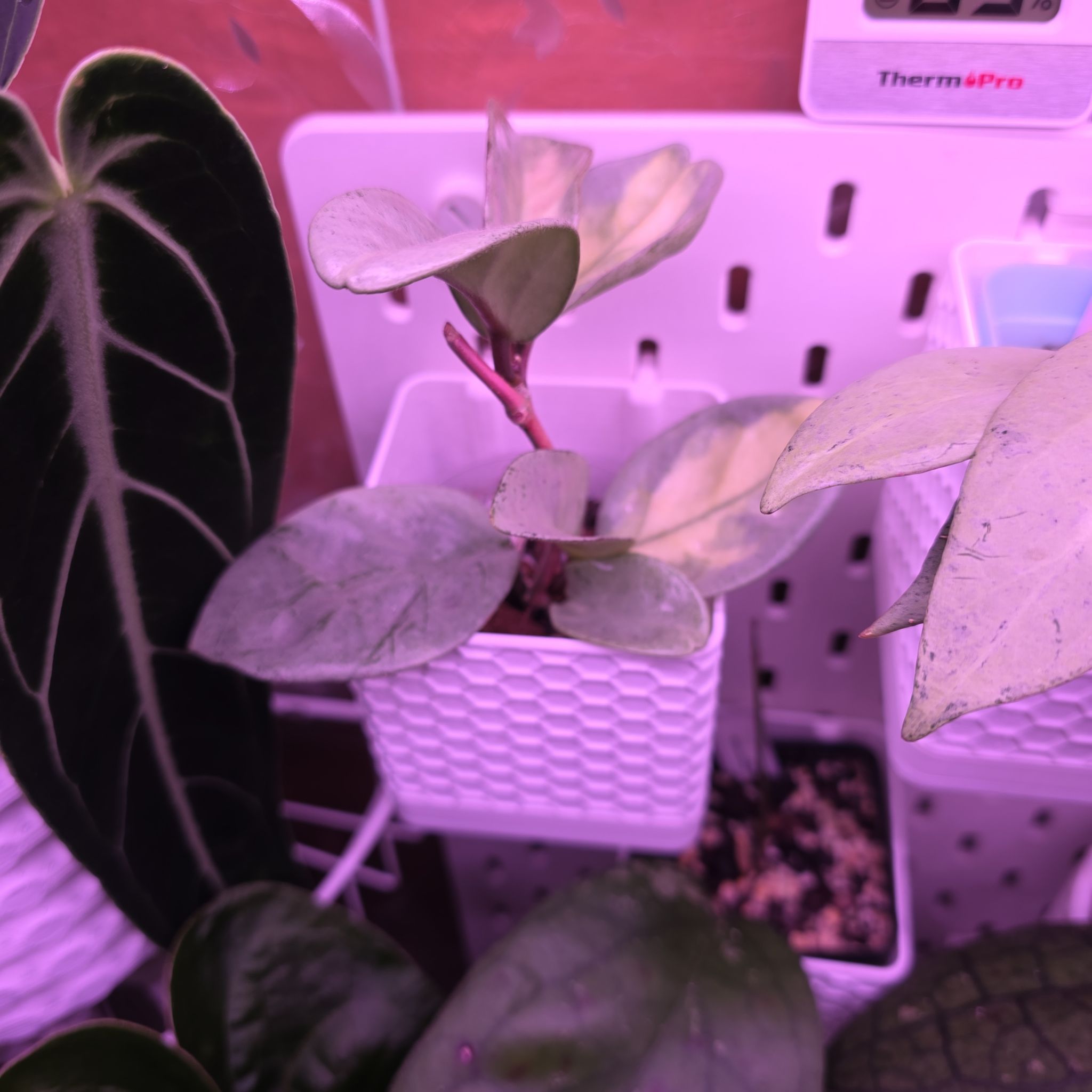 Photo of the plant species Hoya Argentea Princess by @Pachamonte named Fernie Mac on Greg, the plant care app