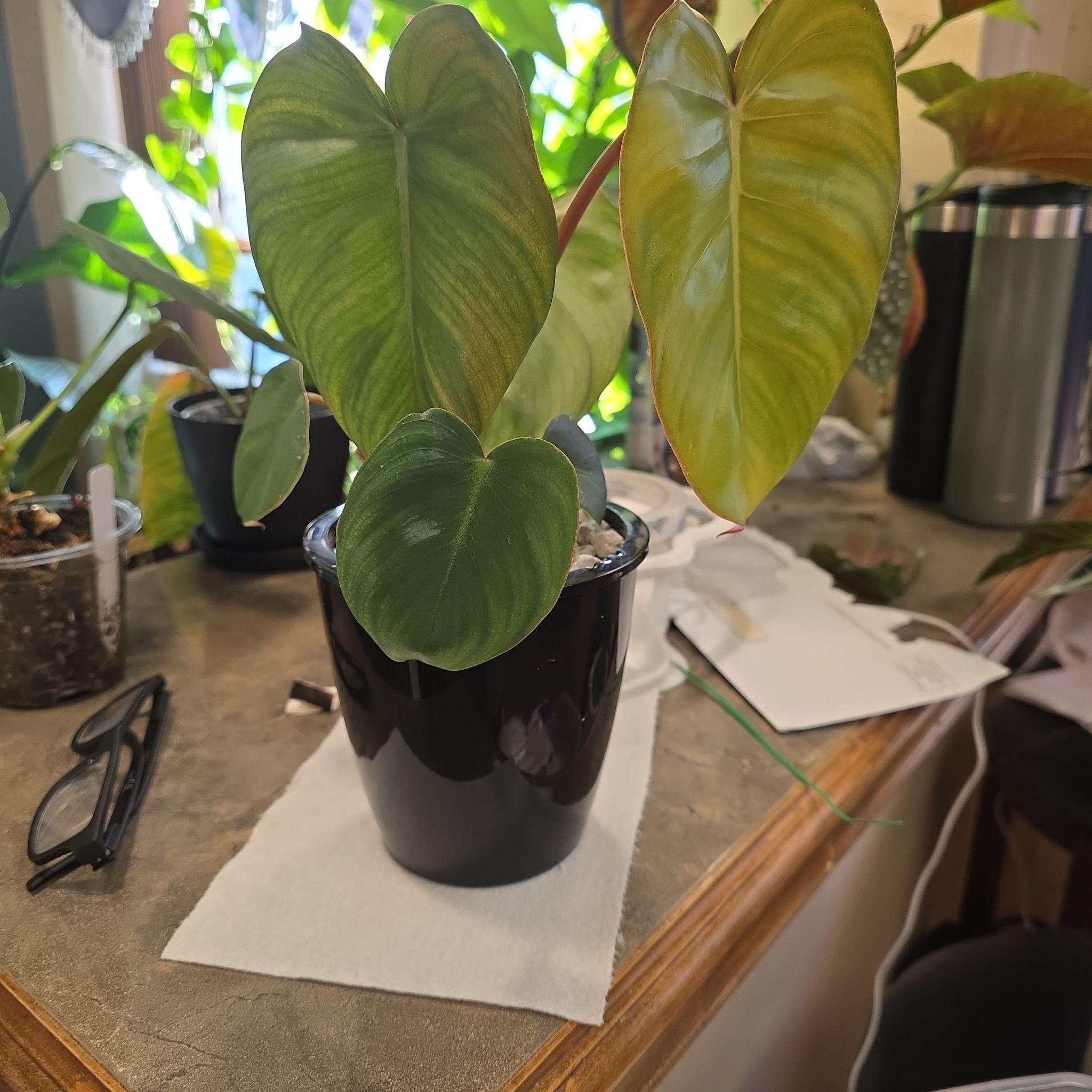 Photo of the plant species Billietiae by @Pachamonte named Hamilton on Greg, the plant care app