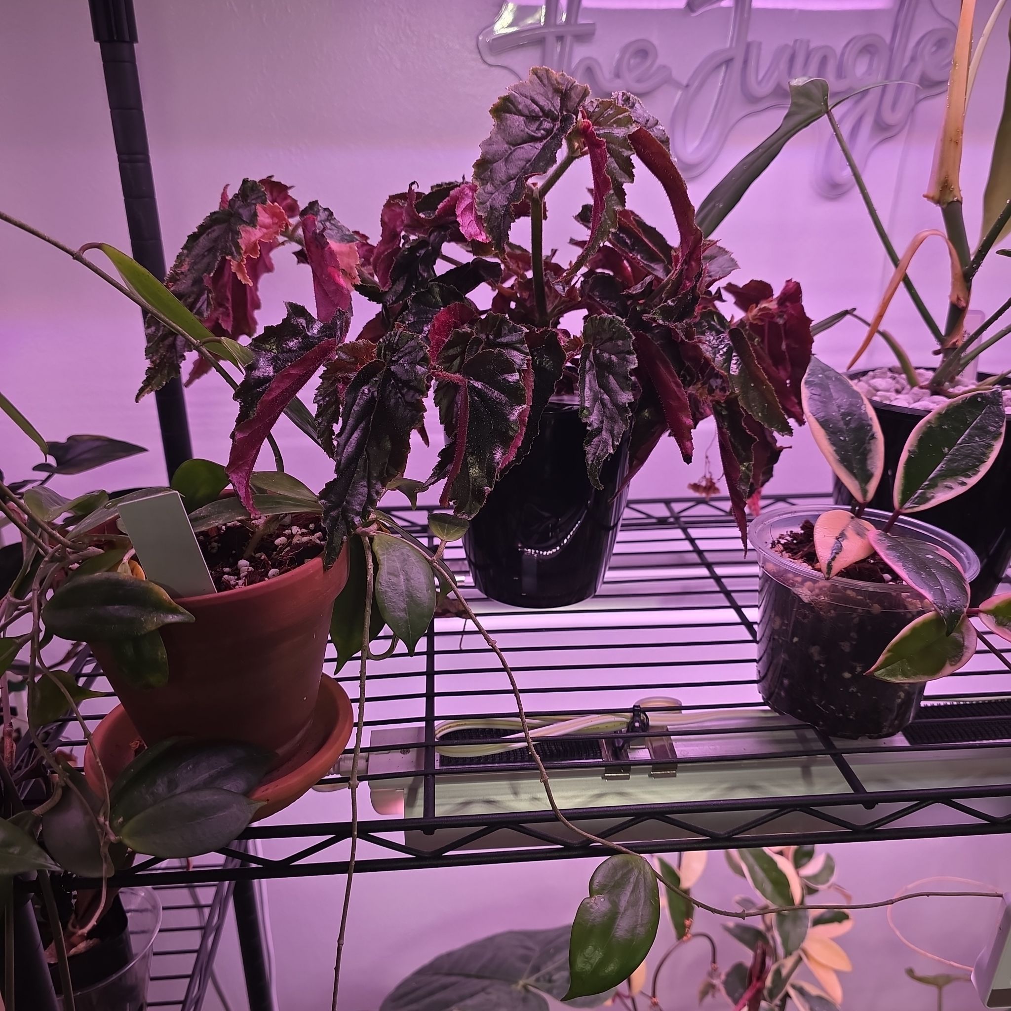 Photo of the plant species Begonia Ginny by @Pachamonte named Sigma on Greg, the plant care app
