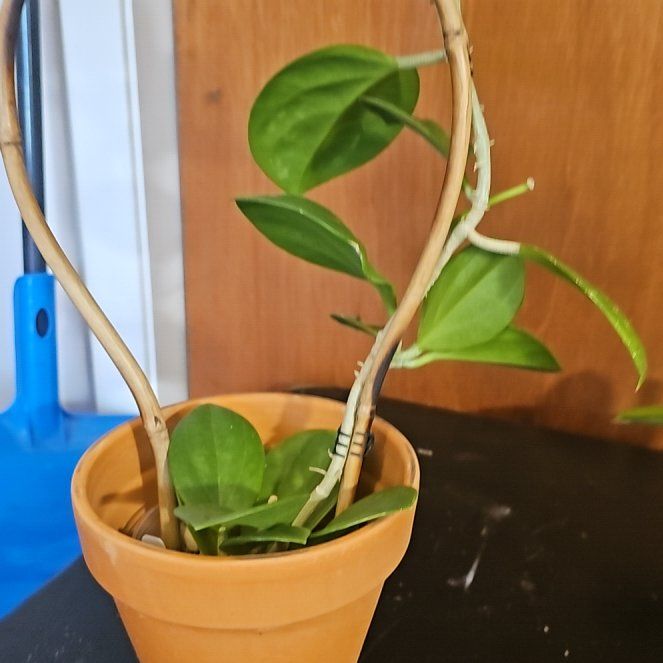 Photo of the plant species hoya pachycleda by @Pachamonte named Sanders on Greg, the plant care app