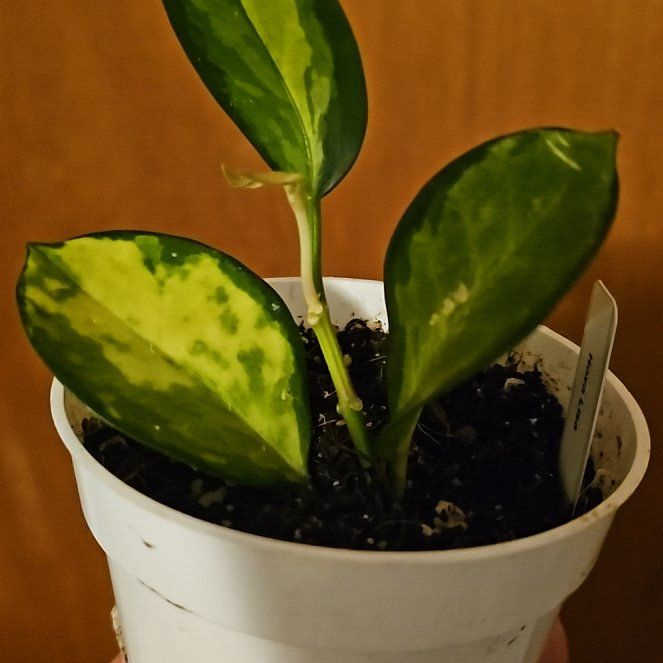 Plant care for Hoya on Greg, the plant care app