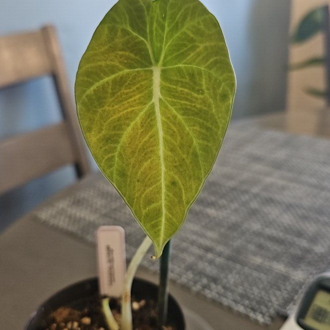 Photo of the plant species Black Velvet Alocasia by @Pachamonte named Tree Diddy on Greg, the plant care app