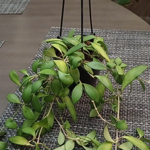 Photo of the plant species Hoya Noona by @Pachamonte named Wall-E on Greg, the plant care app