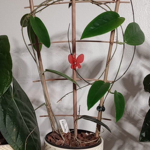 Photo of the plant species Hoya Kaimuki by @Pachamonte named Eva on Greg, the plant care app