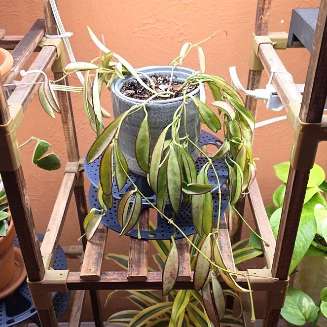 Photo of the plant species Hoya 'Wayetii Tricolor' by @Pachamonte named Plato on Greg, the plant care app