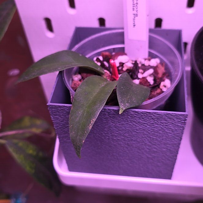 Photo of the plant species hoya patella 'pink' by @Pachamonte named Khaleesi on Greg, the plant care app