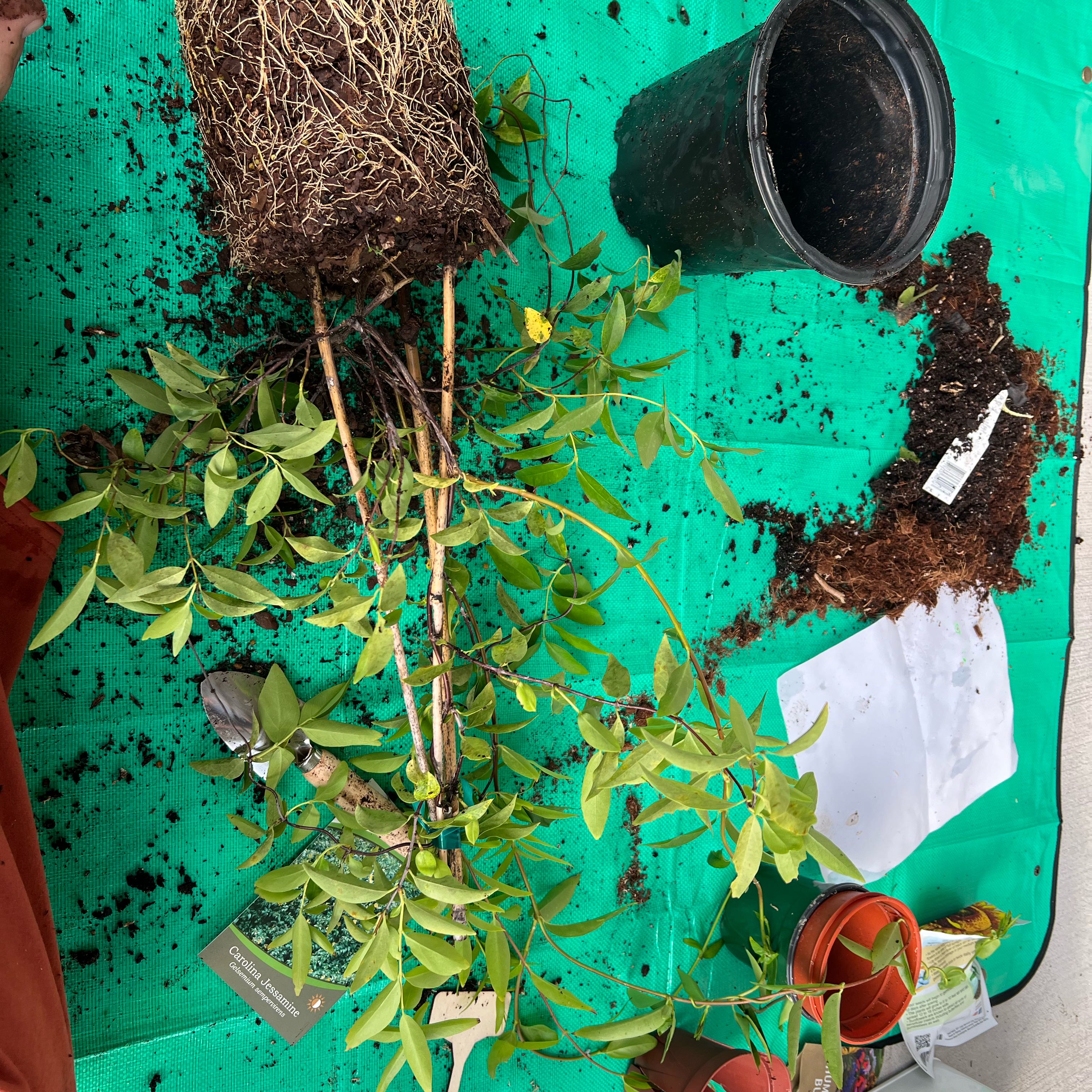 Carolina Jessamine plant with exposed roots on a green surface, being repotted.