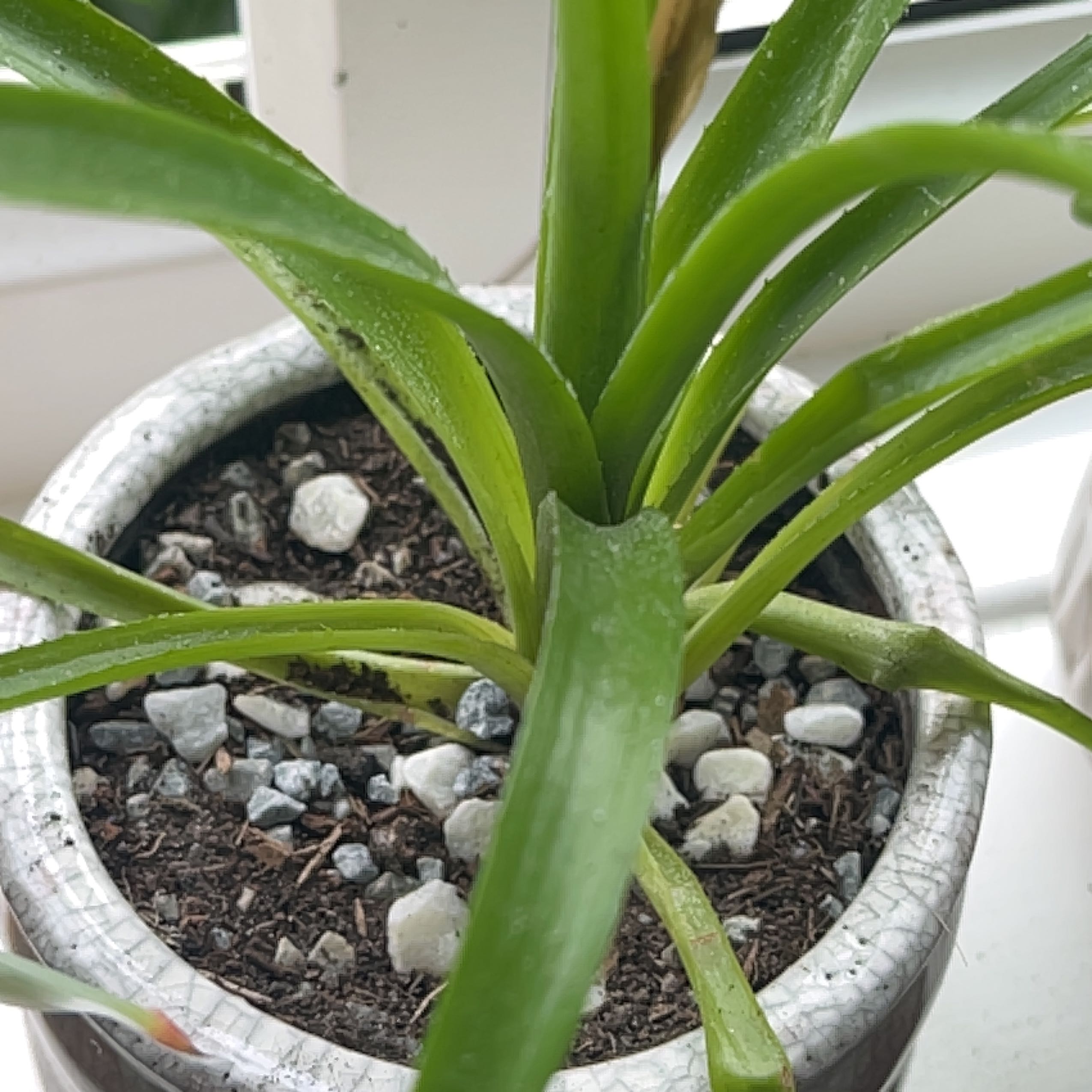 Potted Queen's Tears plant with green leaves and visible soil with small rocks.