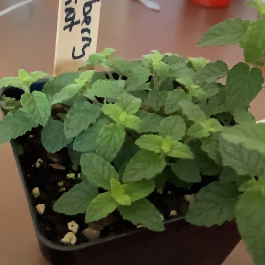 Photo of the plant species strawberry mint by @NurseBlackbent named Baby on Greg, the plant care app