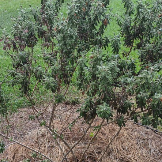 Photo of the plant species Texas Sage by @WittyDaisybush named Sage on Greg, the plant care app