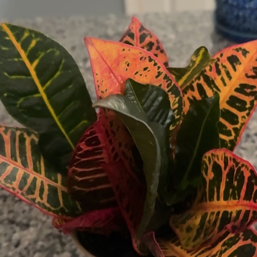Photo of the plant species Red Croton by @WittyQuailbush named Harry on Greg, the plant care app