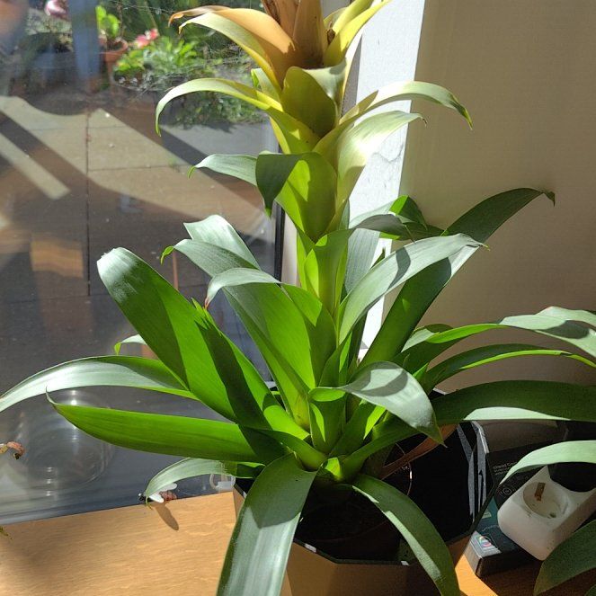 Photo of the plant species West Indian Tufted Airplant by @AdeptTimeout named Nemo on Greg, the plant care app