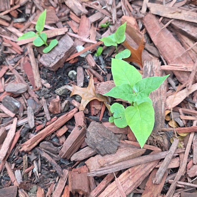 Photo of the plant species Four O'Clock Flower by @BonusDevilsclaw named Keanu Leaves on Greg, the plant care app