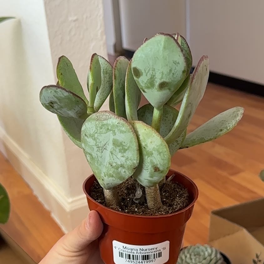 Photo of the plant species Crassula 'Curly Grey' by @HolyWindowleaf named Terra on Greg, the plant care app