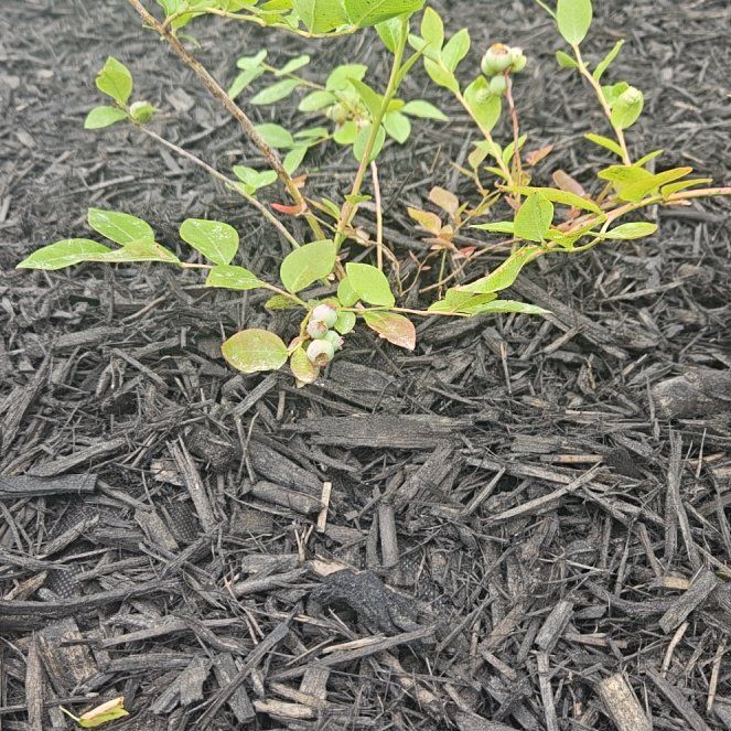 Photo of the plant species Emerald Blueberry by @NewBeautystar named Curie on Greg, the plant care app