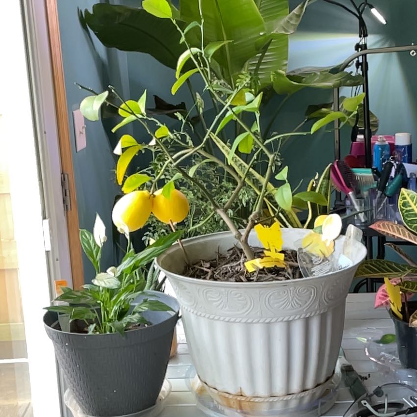 Plant care for Coral Cactus on Greg, the plant care app