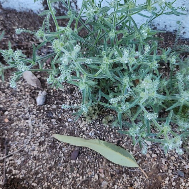 Photo of the plant species Prickly Samphire by @IdealPinkruby named Fernie Saunders on Greg, the plant care app