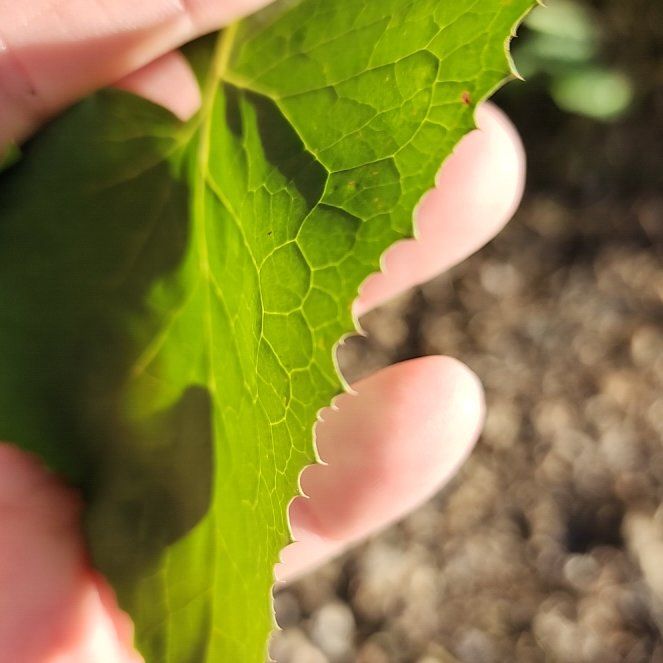Photo of the plant species Cascade Barberry by @IdealPinkruby named Sproutacus on Greg, the plant care app