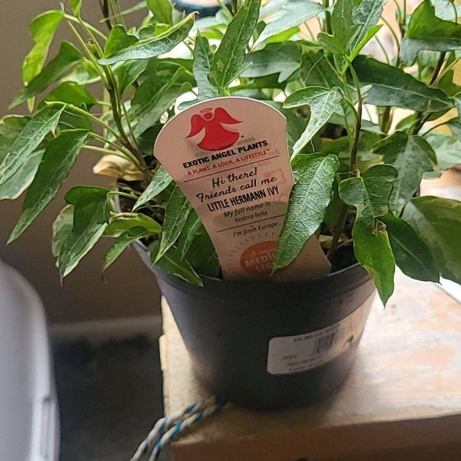 Photo of the plant species Little Herman Ivy by @AwakeCrowncoral named Leaf Erickson on Greg, the plant care app