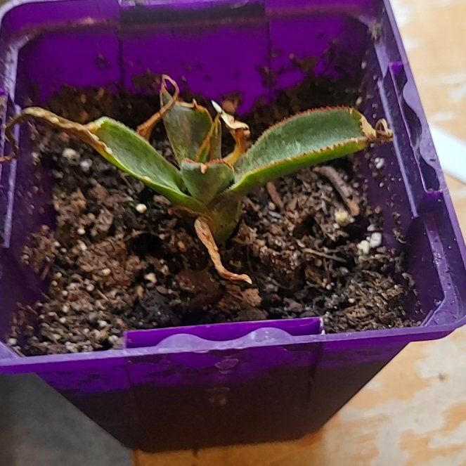 Photo of the plant species Praying Hands Mangave by @AwakeCrowncoral named Sage on Greg, the plant care app