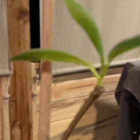 Photo of the plant species Chinese magnolia by @AdonicRimu named Harmony on Greg, the plant care app