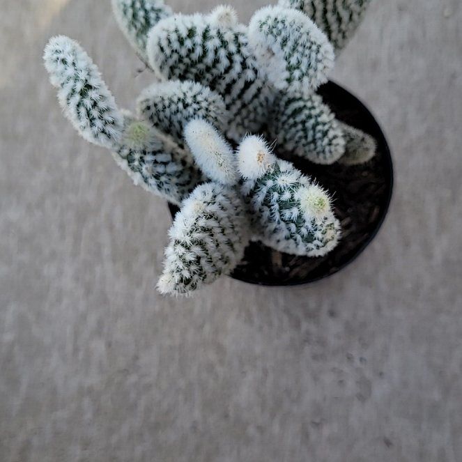 Photo of the plant species Opuntia microdasys albata by @GenialChosmo named Queen on Greg, the plant care app