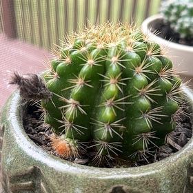 Photo of the plant species Cacto by @BigBushlawyer named Delilah on Greg, the plant care app