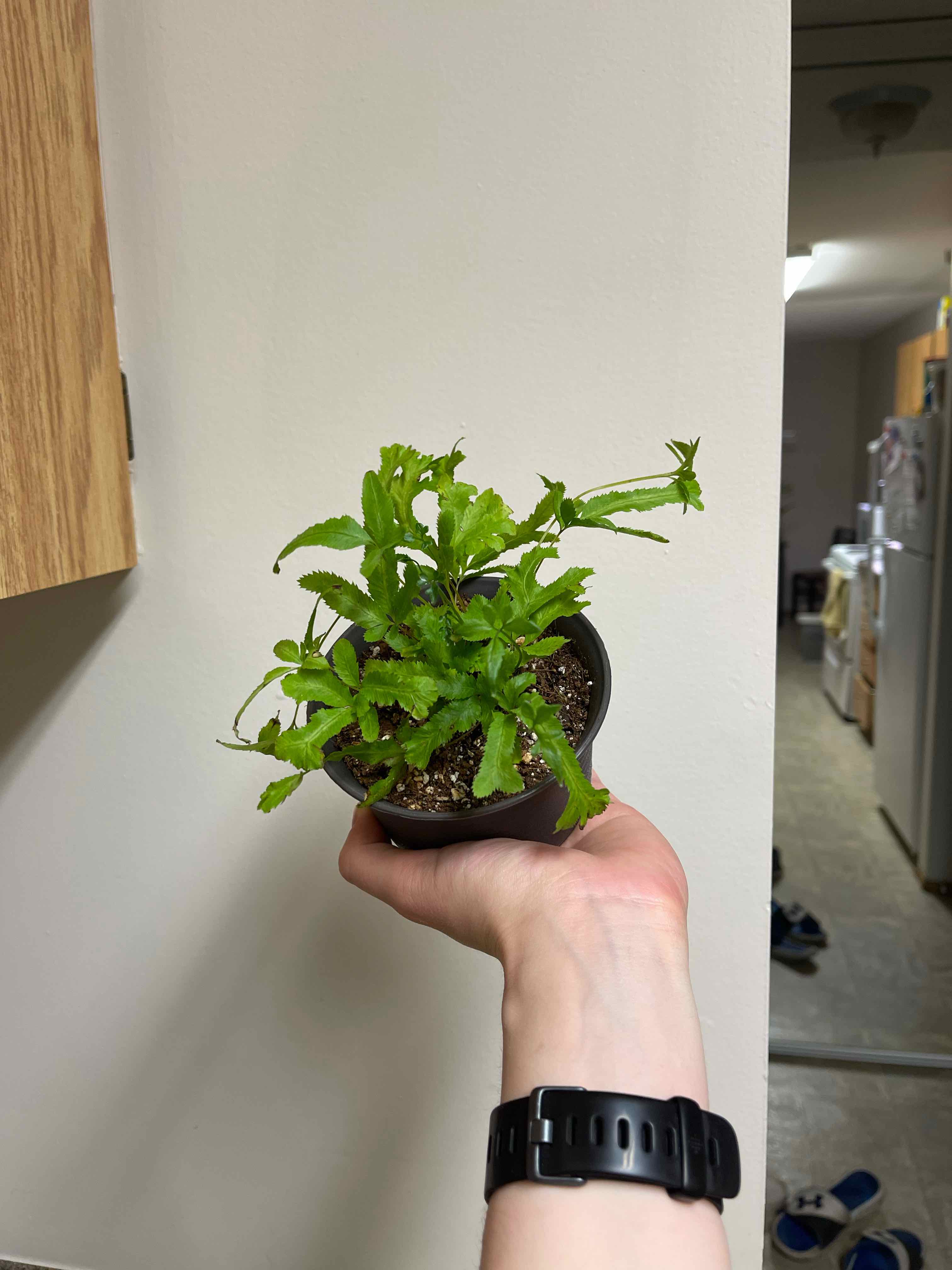 A healthy Brake Fern plant in a small pot being held by a hand.