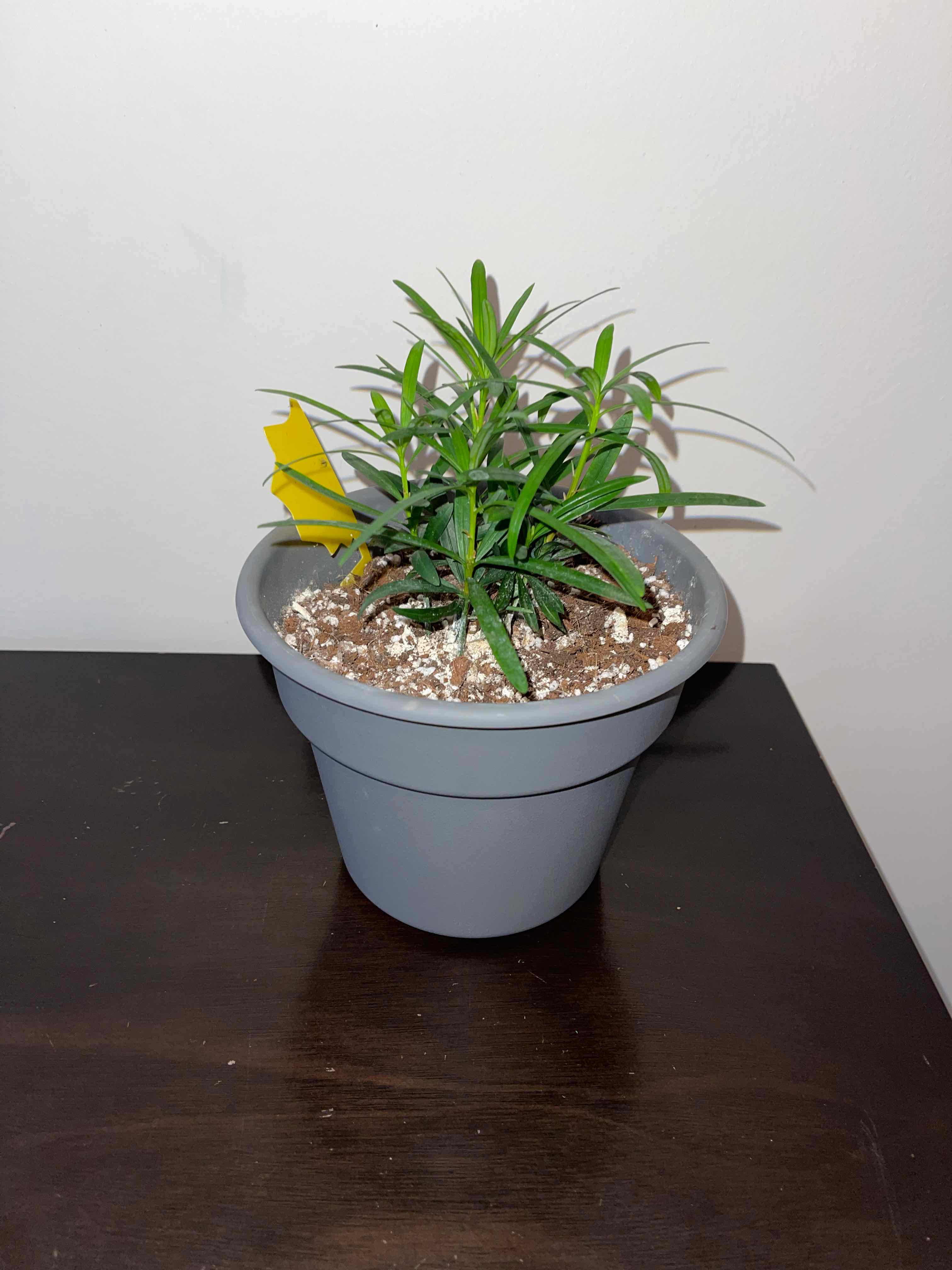 Potted Podocarpus plant with visible soil and a yellow leaf.