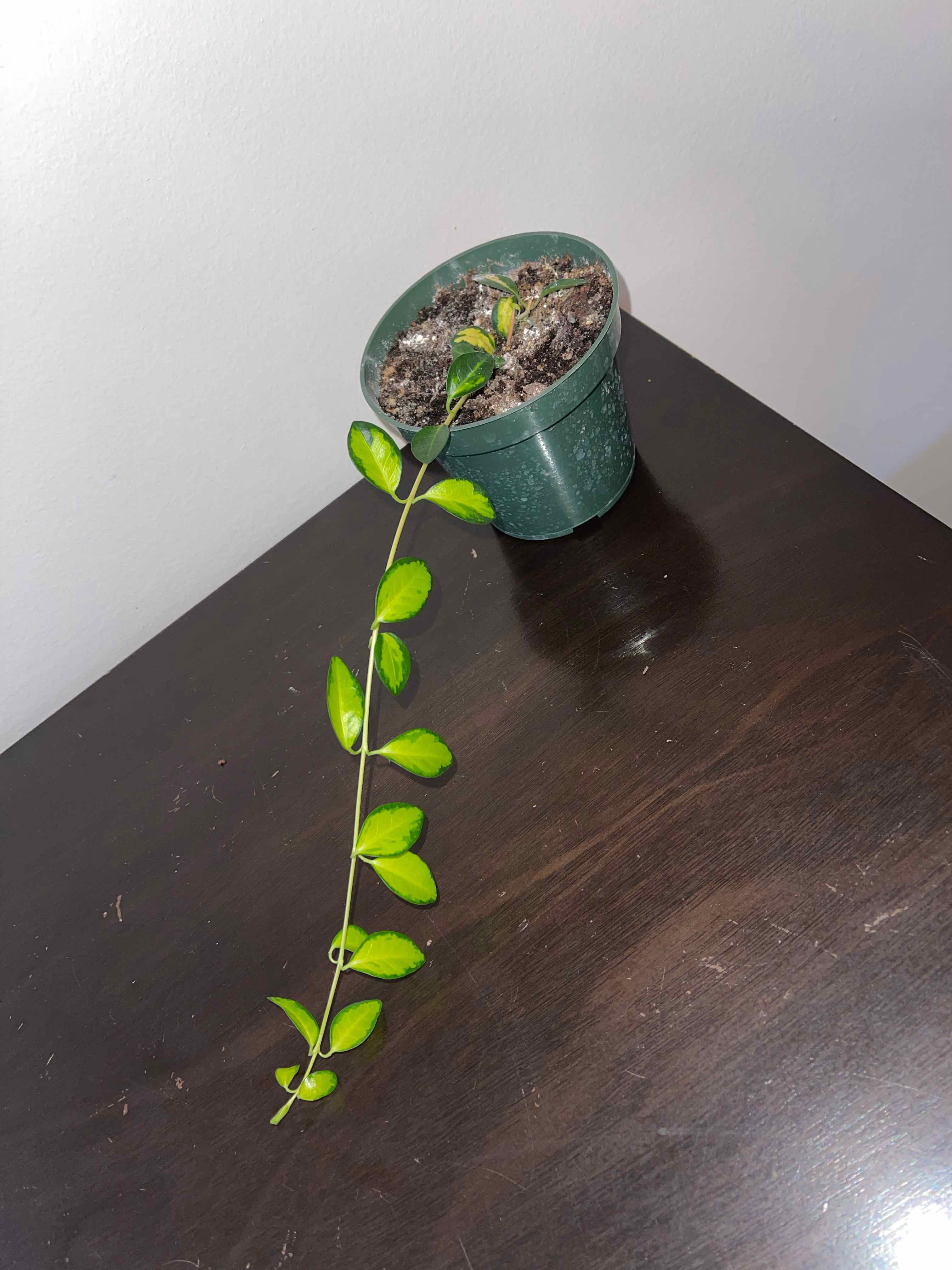 Potted Lesser Periwinkle plant with trailing stem and green leaves.